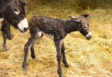 Nowa mieszkanka Pokazowej Zagrody Żubrów. To ośliczka Antosia. Fot. UM Pszczyna