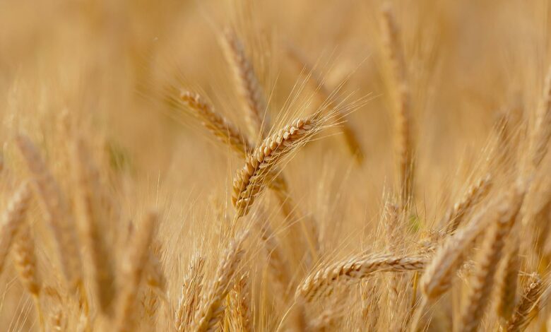 Kryzys żywnościowy, która w sposób dotkliwy na odbić się przede wszystkim na państwach europejskich ma być związany z eksportem pszenicy. [fot. poglądowa / www.pixabay.com]