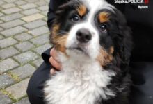 Berneńczyk skradziony w Bytomiu