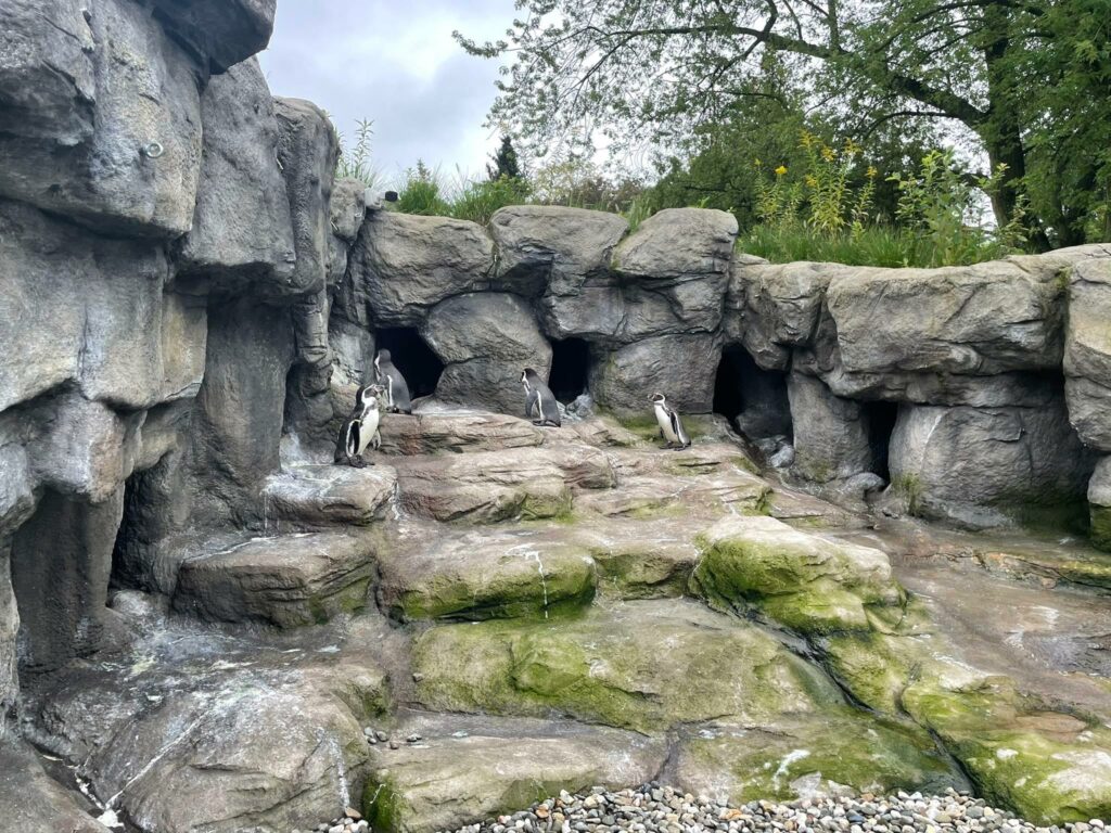 pingwiny Humboldta w zoo w Chorzowie