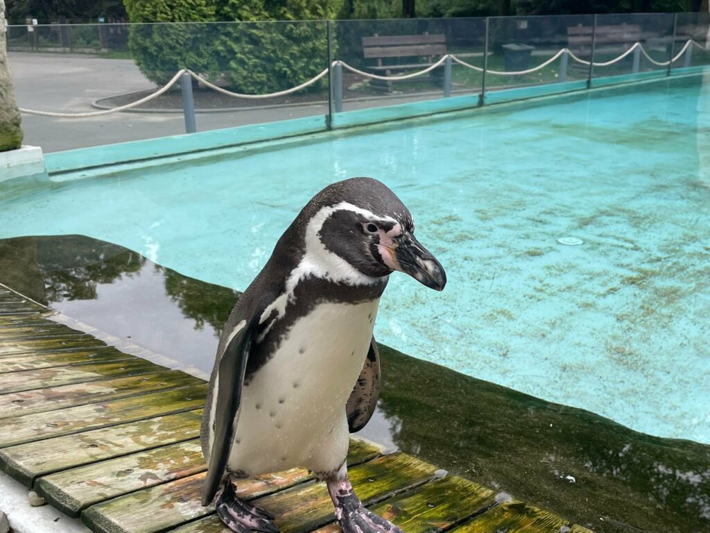 pingwiny Humboldta w zoo w Chorzowie