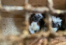 7 małp i papuga w mieszkaniu w Bytomiu. Zwierzęta wymagały interwencji weterynarza [WIDEO]