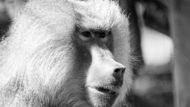 Pituś ze śląskiego ZOO przeszedł za tęczowy most. Był ostatnim ze stada. Fot. Wojciech Bielatowicz/Śląski Ogród Zoologiczny