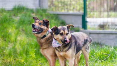 Tychy zachęcają do adopcji zwierząt. „Najdłużej w schronisku z psich seniorów jest Oli”. Fot. UM Tychy