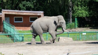 Słoń ze śląskiego ZOO doznał kontuzji podczas zabawy. Fot. Śląski Ogród Zoologiczny