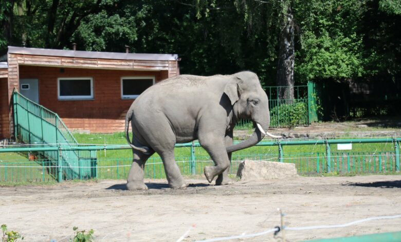 Słoń ze śląskiego ZOO doznał kontuzji podczas zabawy. Fot. Śląski Ogród Zoologiczny