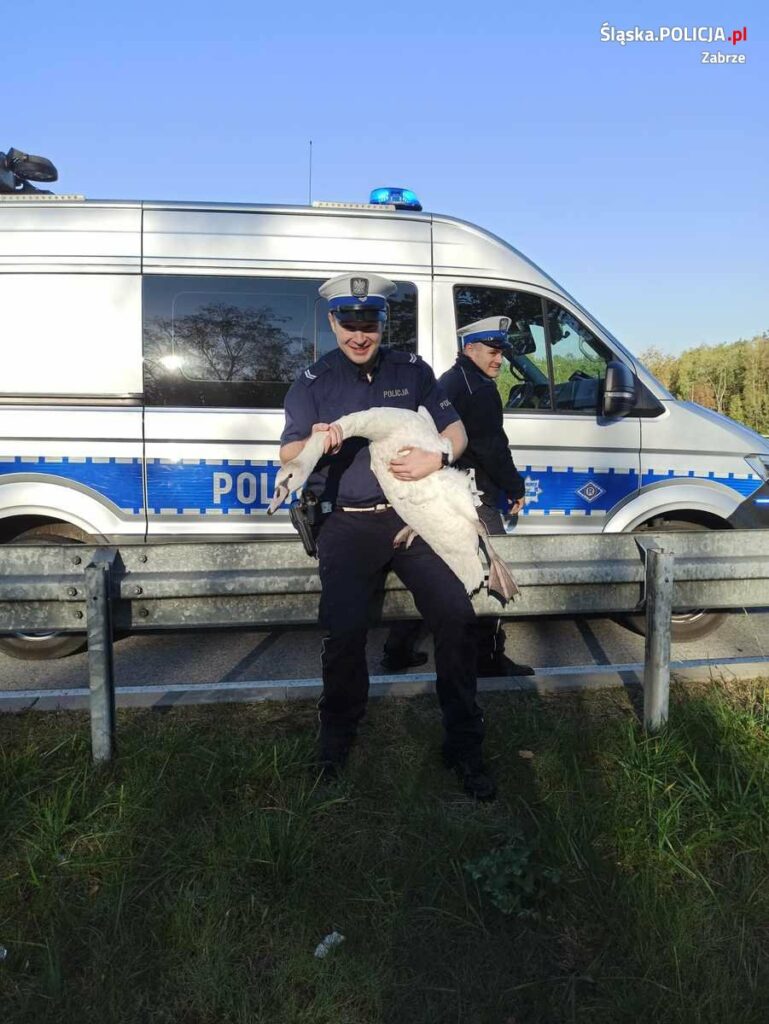 Policja z Zabrza łapała łabędzia na DTŚ [WIDEO, ZDJĘCIA]. Źródło: KMP Zabrze