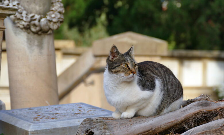 Kot z Sardynii