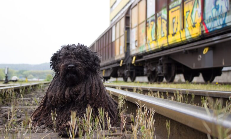 pociąg potrącił psa w Knurowie