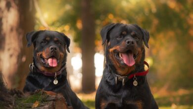 Rottweilery pogryzły 57-latka. Mężczyzna jest w stanie krytycznym/fot.pixabay.com