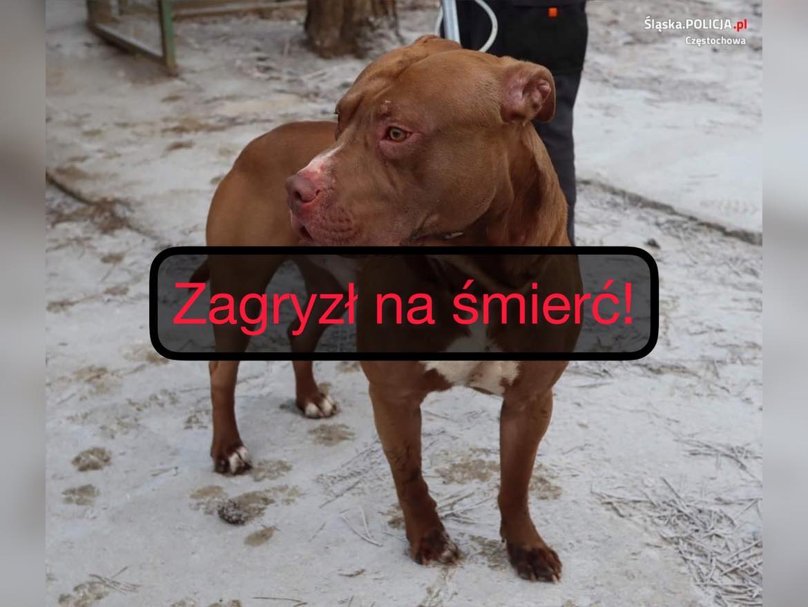fot.KMP Częstochowa