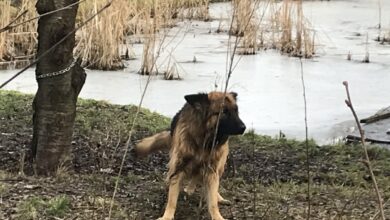 Zwierzęta w skandalicznych warunkach. Ich właściciel stanie przed sądem/fot.Śląska Policja