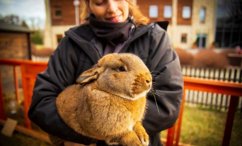 W skansenie w Chorzowie zamieszkały króliki. Fot. Górnośląski Park Etnograficzny w Chorzowie