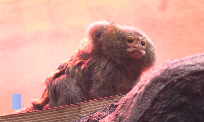 Narodziny najmniejszej małpy na świecie. Zobaczcie wideo/fot.TVS