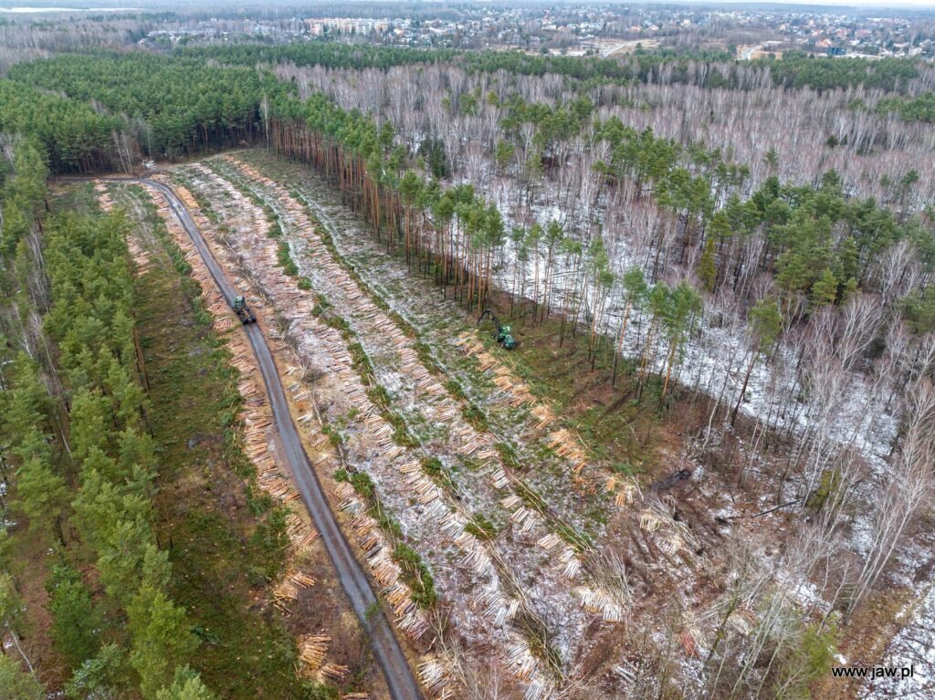 Rozpoczęła się wycinka drzew pod fabrykę Izery. Fot. Jaw.pl