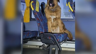 O psie, który chciał jechać autobusem/fot.Policja Zachodniopomorska