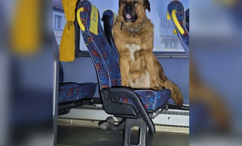 O psie, który chciał jechać autobusem/fot.Policja Zachodniopomorska