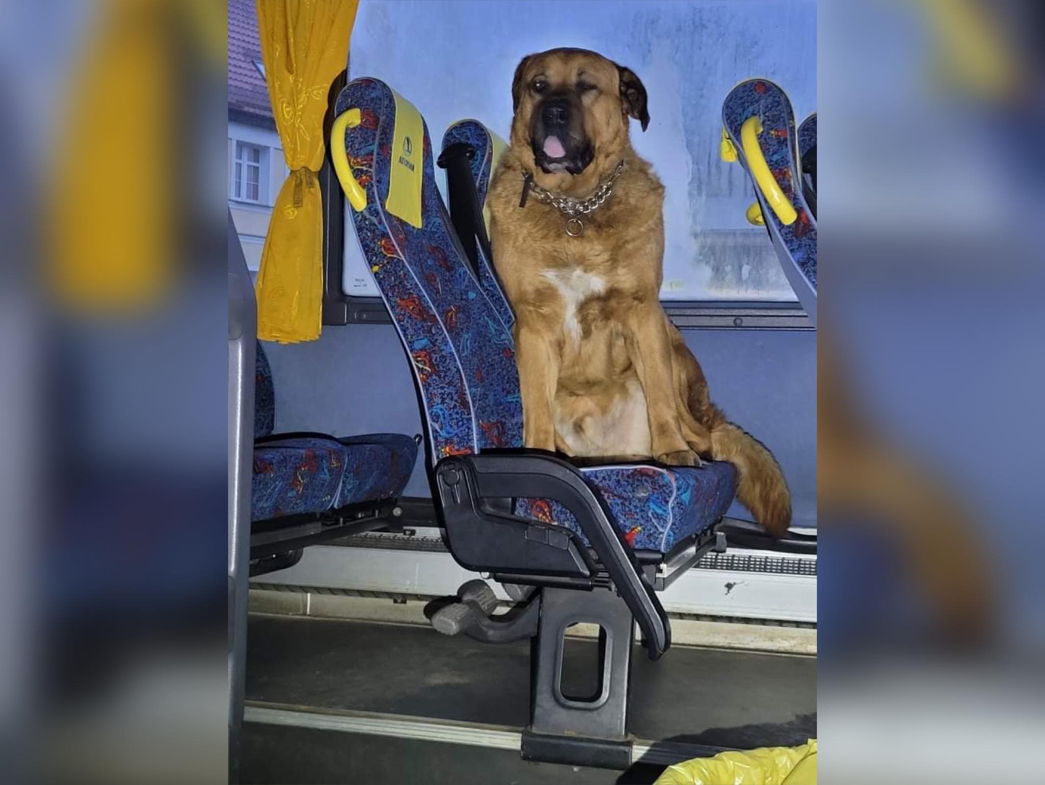 O psie, który chciał jechać autobusem/fot.Policja Zachodniopomorska