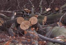 Wycinka drzew w Dąbrowie Górniczej. Mieszkańcy protestują