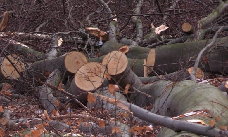 Wycinka drzew w Dąbrowie Górniczej. Mieszkańcy protestują