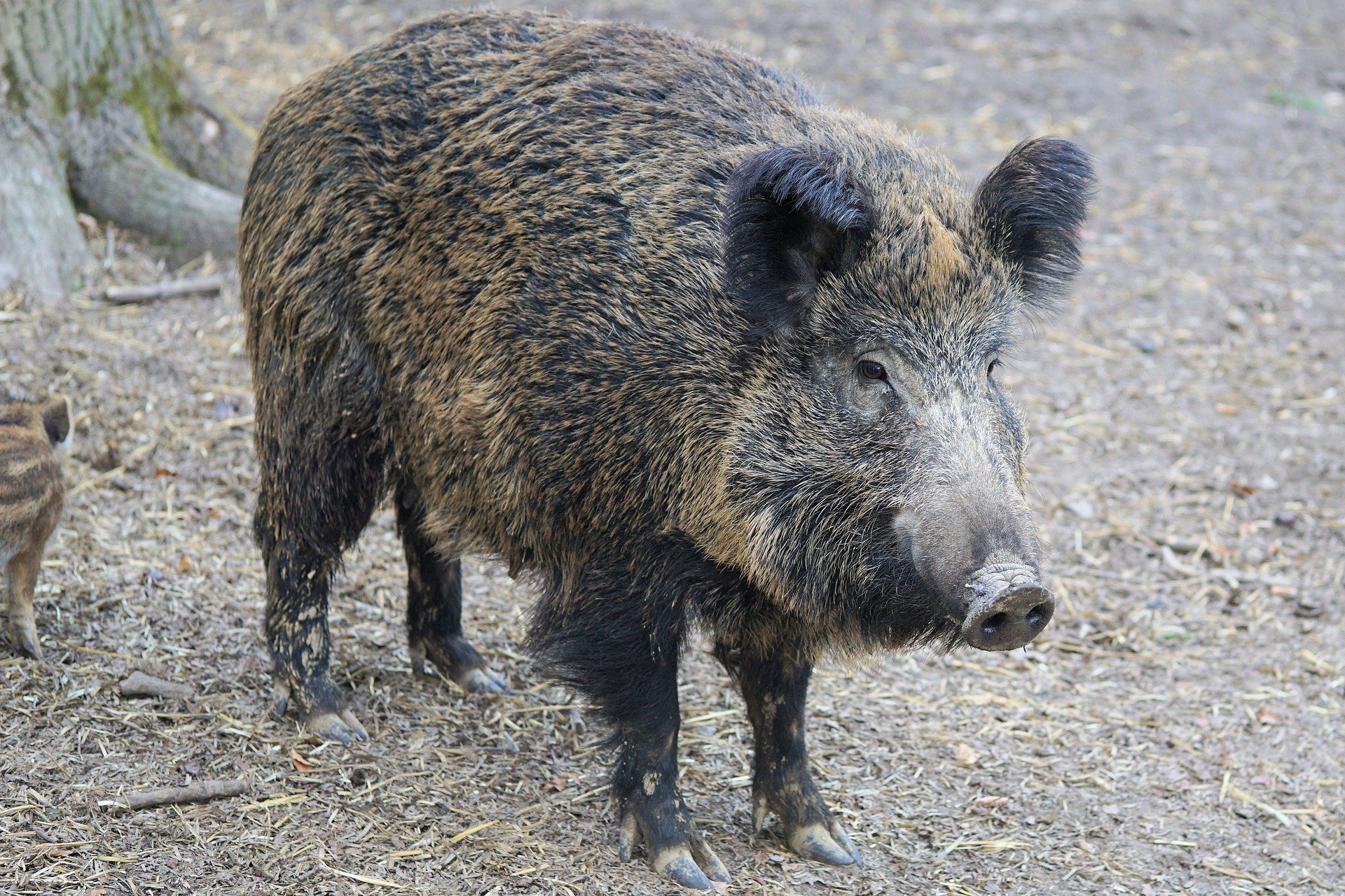 UWAGA! W Wodzisławiu będą strzelać do dzików. Fot. pixabay.com