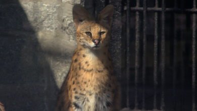 ZOOchowuj się! Wiecie, jak zachowywać się w ogrodzie zoologicznym? WIDEO