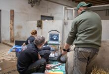 Samica nosorożca ze śląskiego ZOO bierze udział w programie in vitro. Fot. Śląski Ogród Zoologiczny.