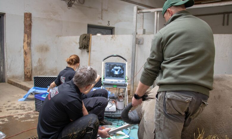 Samica nosorożca ze śląskiego ZOO bierze udział w programie in vitro. Fot. Śląski Ogród Zoologiczny.