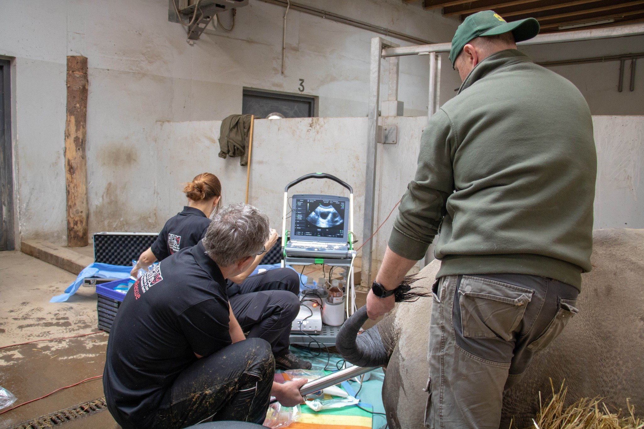 Samica nosorożca ze śląskiego ZOO bierze udział w programie in vitro. Fot. Śląski Ogród Zoologiczny.