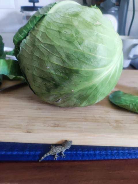 Poszła po kapustę, wróciła z gekonem/fot.KTOZ fb