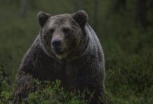 Niedźwiedź zaatakował w Bieszczadach. Kobieta podeszła za blisko/fot.pixabay.com