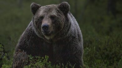 Niedźwiedź zaatakował w Bieszczadach. Kobieta podeszła za blisko/fot.pixabay.com