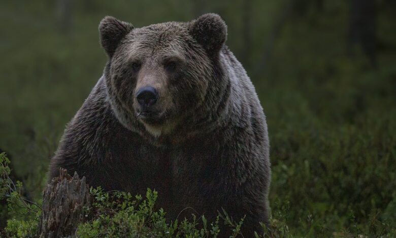 Niedźwiedź zaatakował w Bieszczadach. Kobieta podeszła za blisko/fot.pixabay.com