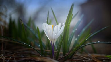 Wiosnę już widać i czuć. Dziś ją znaleźliśmy/fot.pixabay.com