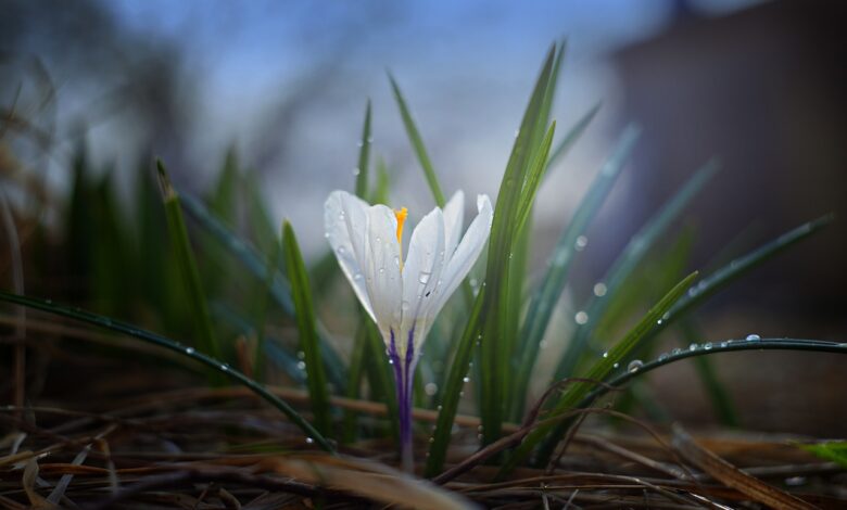 Wiosnę już widać i czuć. Dziś ją znaleźliśmy/fot.pixabay.com