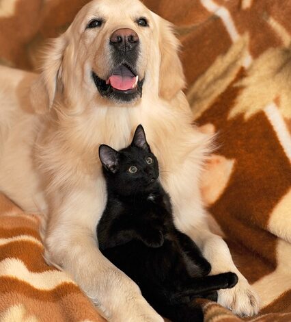 Psy i koty potrzebują naszej uwagi (fot. pixabay.com)