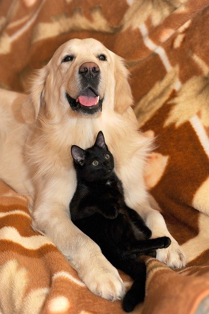 Psy i koty potrzebują naszej uwagi (fot. pixabay.com)