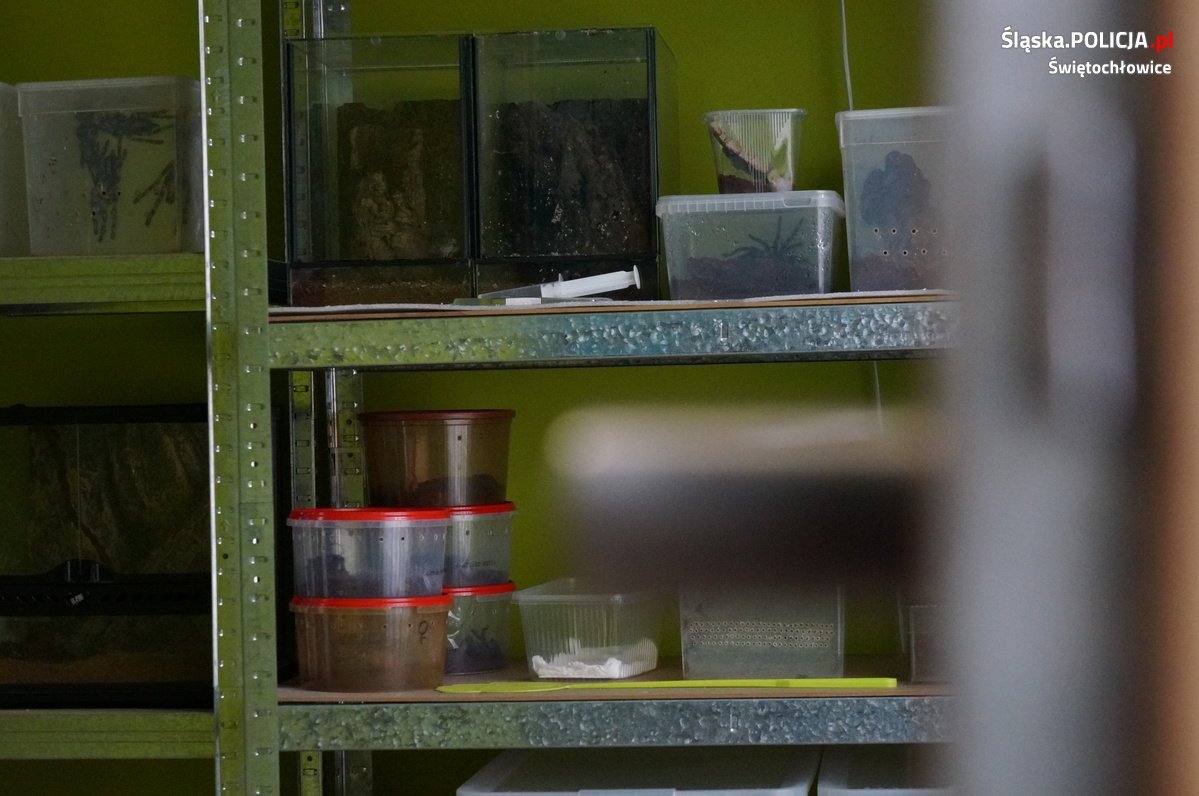 Handlował groźnymi pająkami. Mieszkaniec Świętochłowic zatrzymany/fot.Śląska Policja