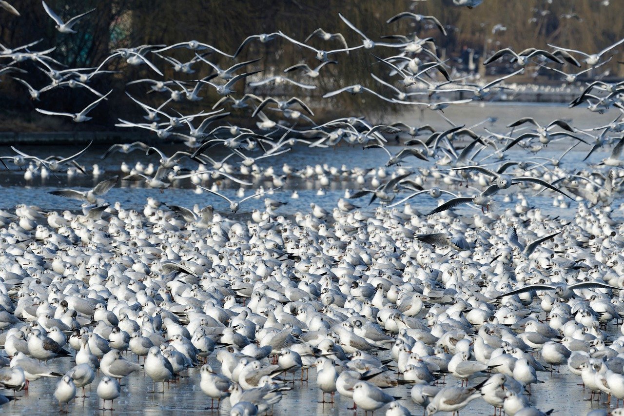 Ptasia grypa w woj. śląskim. Wojewoda zwołał sztab kryzysowy/fot.pixabay.com