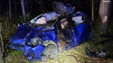 Zwierzęta na drogach. Wypadki z udziałem łosia i sarny na Śląsku. Fot. Śląska Policja