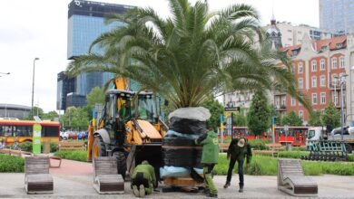 Katowice: Palmy wróciły na Rynek/fot.UM Katowice