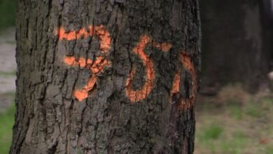 Chorzowianie protestują. Nie chcą wycinki drzew i nowych inwestycji