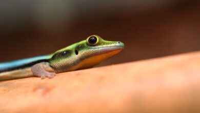 Nowe zwierzęta w śląskim ZOO. To jaszczurki. Fot. Paweł Walenciak/Śląskie ZOO