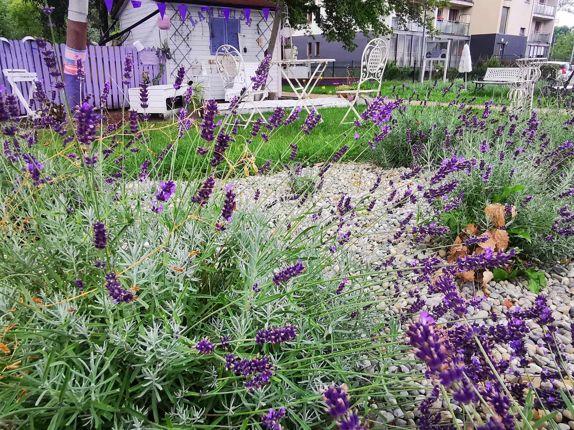 lawendowy ogród w katowicach