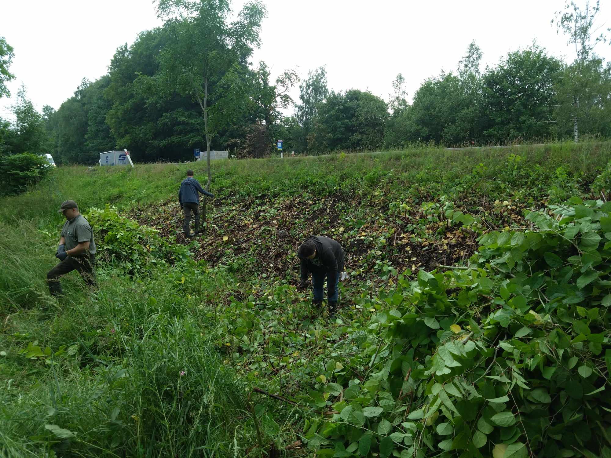 Katowice: Trwa walka z rdestowcem w Lasach Murckowskich/fot.mat.prasowe