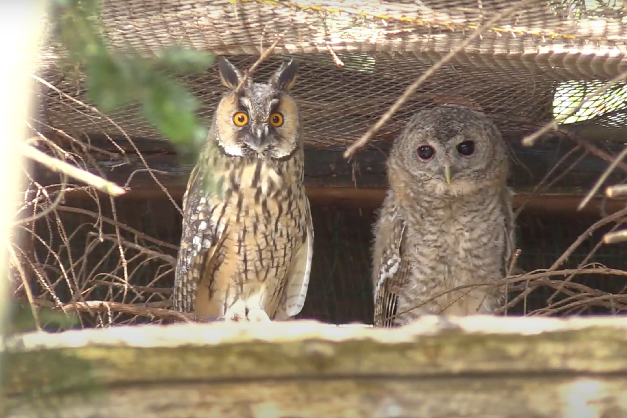 Koniec Leśnego Pogotowia z powodu CPK? [WIDEO]