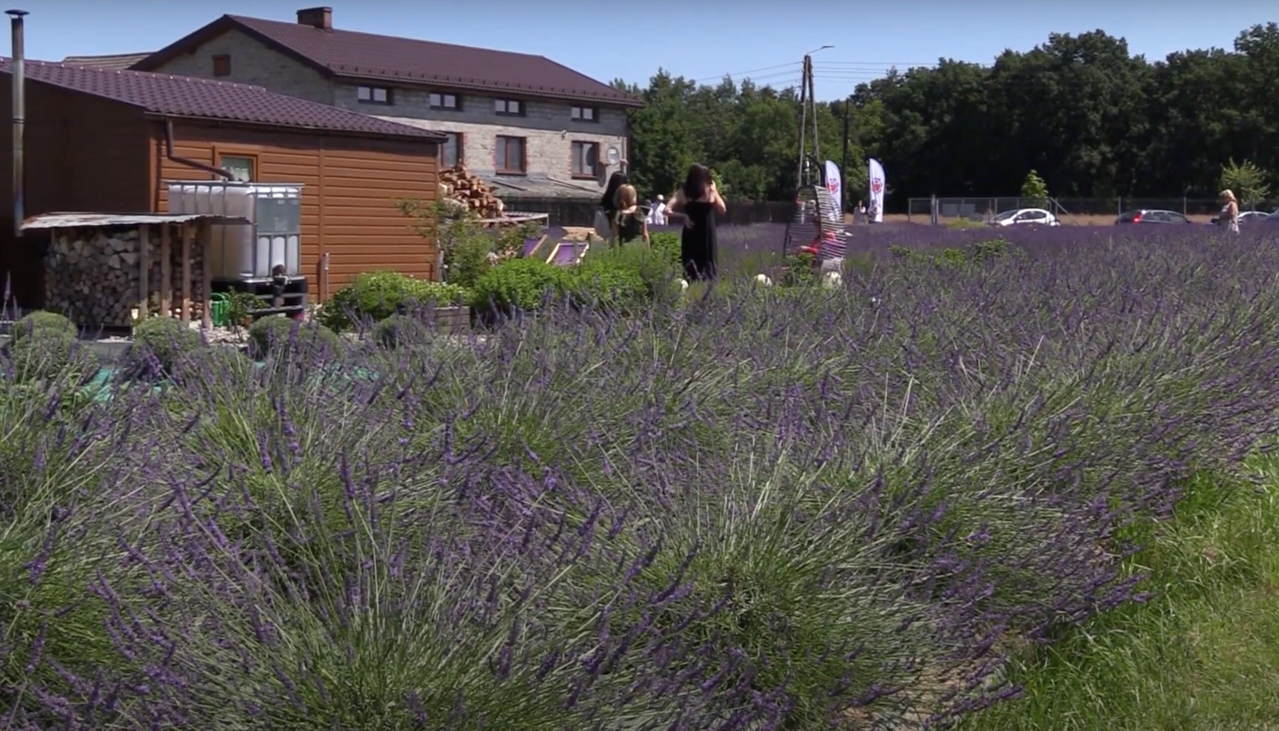 Prowansja na Śląsku. Zobaczcie wideo