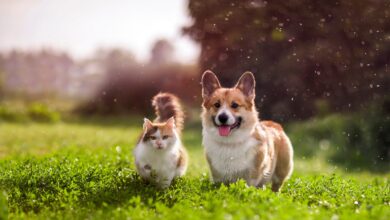 Jak przygotować się do zakupu lub adopcji kota? (fot. Adobe Stock)