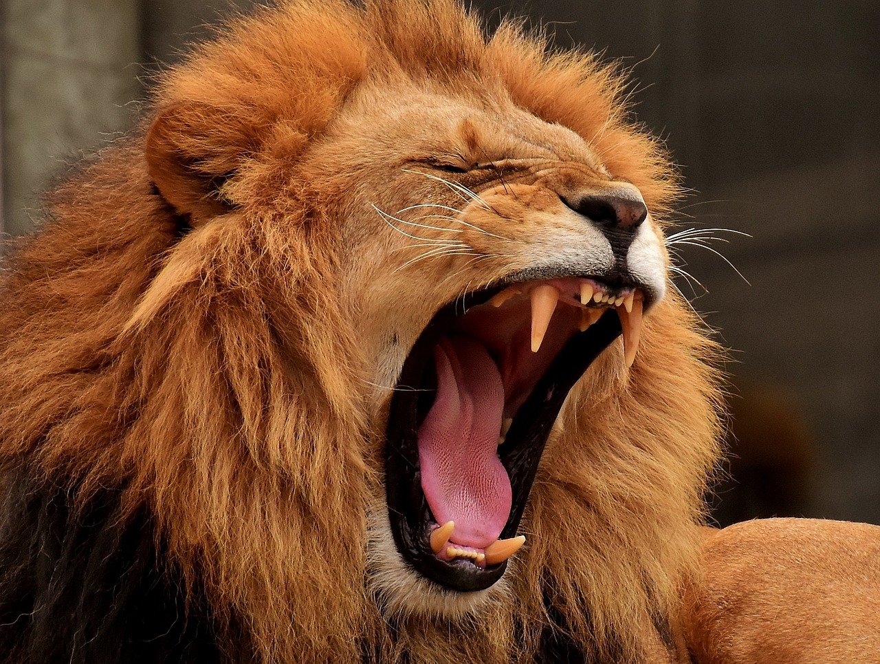Nowa lwiarnia w Śląskim Zoo/fot.pixabay.com