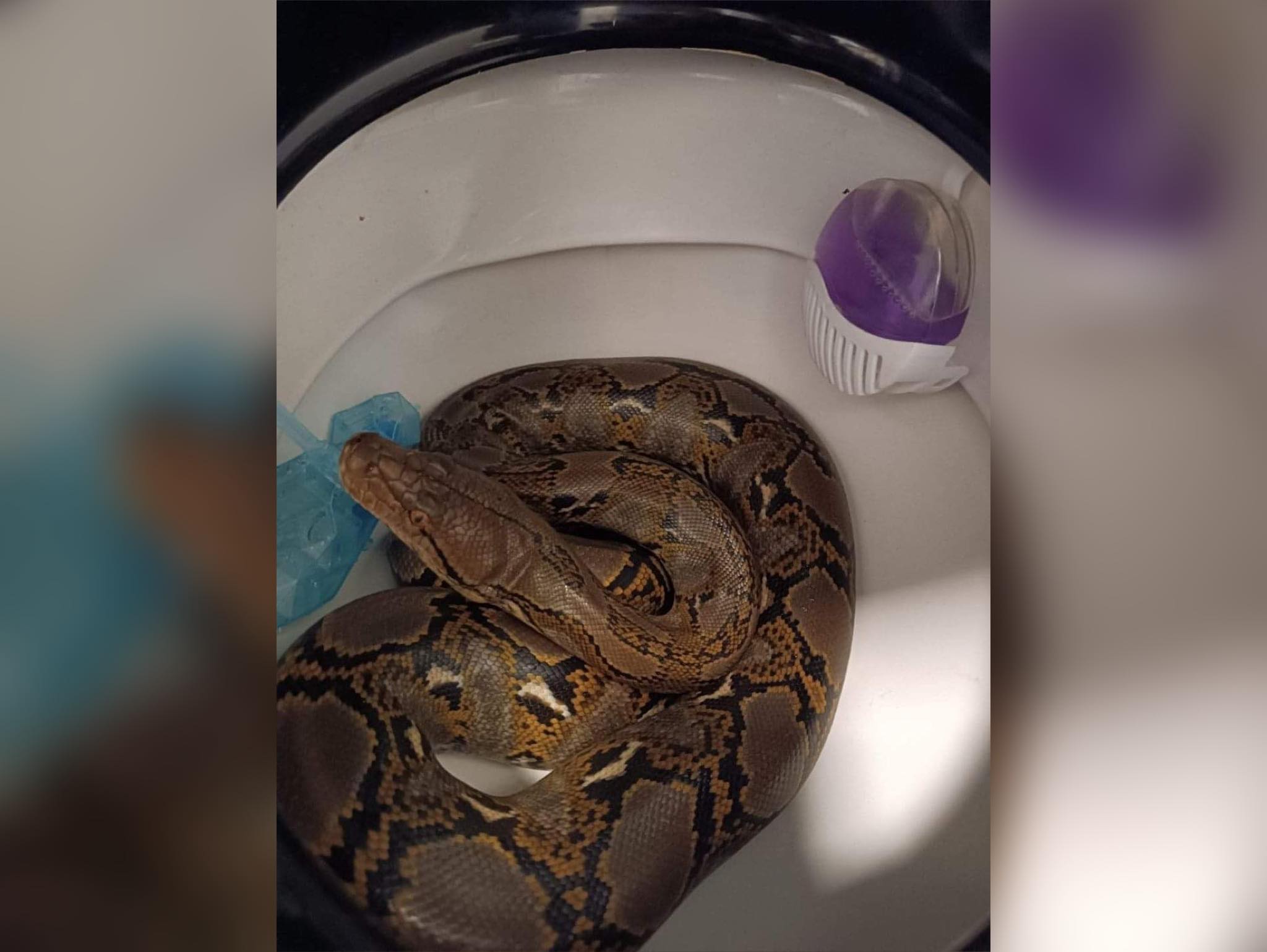 Ponad 2 metrowy wąż w toalecie mieszkanki Chorzowa/fot.Marcin Michalik/fb